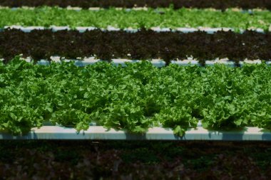 Organik yeşil marul küçük bitkiler veya sera suda bitki yetiştirme çiftliği'nde yetiştirilen salata sebze. Taze organik sebze. Sağlıklı beslenme kavramı. Seçici odak.