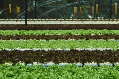 Organik hydroponic sebze yetiştirme çiftliği. Kırmızı meşe marul ve yeşil meşe marul. Hydroponics sera çiftlik taze organik yeşil salata. Sağlıklı beslenme kavramı. 