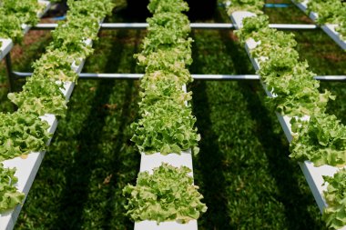 Organik yeşil marul küçük bitkiler veya sera suda bitki yetiştirme çiftliği'nde yetiştirilen salata sebze. Taze organik sebze. Sağlıklı beslenme kavramı. Seçici odak.