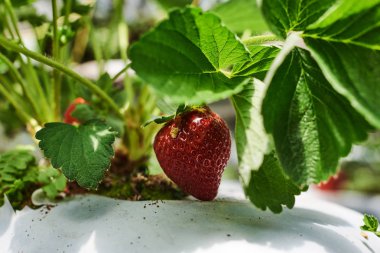 Organik yeşil çilek küçük bitkiler yere hydroponics sistemi su toprak güneş ışığı ile suda çiftliğinde olmadan çözümde sıvı gübre ile yetiştirilen Olgun kırmızı çilek ile.