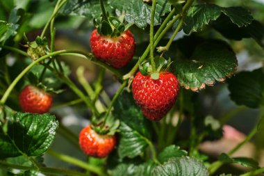 Tarladan taze olgun çilek. Çilek alan. Bahçe-Yatak biraz olgun meyve ile. Güneşli bir günde sağlıklı ve tatlı çilek ekimi. Organik ekili plantasyon.