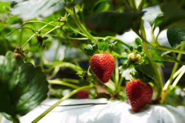 Hydroponic çiftlik çilek ekimi. Bitkiler bir hydroponic çiftlik çiftlik meyve olgunlaşma ile dolu. Çilek bahçe beyaz çiçekli Close-up. Çilek bitki Tarım Sanayi.