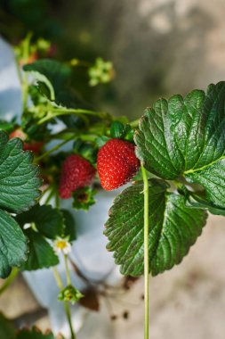 Hydroponic çiftlik çilek ekimi. Bitkiler bir hydroponic çiftlik çiftlik meyve olgunlaşma ile dolu. Çilek bahçe beyaz çiçekli Close-up. Tarım Sanayi.