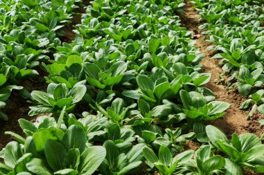 Yemek arkaplanı. Bahçe yatağında Çin lahanası var. Tarlada lahana yetiştiriyorum. Yaz mevsiminde taze yeşil lahana yaprağının tam çerçeve arka planı. Ekolojik tarım. Sağlıklı yemek..