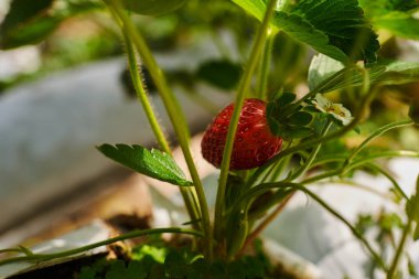 Hydroponic çiftlik çilek ekimi. Bitkiler bir hydroponic çiftlik çiftlik meyve olgunlaşma ile dolu. Çilek bahçe beyaz çiçekli Close-up. Tarım Sanayi.
