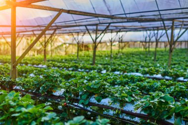 Suda bitki ekimi satır. Kapalı çilek çiftlik. Çilek toplayıcılar ergonomik yükseklik üzerinde plastik film altında substrat ekimi. Akıllı Tarım, çiftlik, teknoloji kavramı.