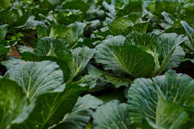 Olgun lahana bir sebze bahçesinde büyüyor. Lahana satır organik tarım bir çiftlikte. En iyi sebze büyümeye. Bahçecilik, hasat kavramı. Vejetaryen yemek. Sağlıklı beslenme.
