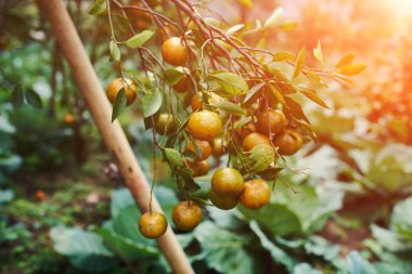 Portakal Mandalina ağacı üzerinde. Olgun mandalina. Homegarden. Bir sürü ağaç meyve. Zaten olgunlaşmış. Yeşil bahçe manzarası. Tarım autumntime. Güzel gün ve muhteşem sahne. Seçici odak.