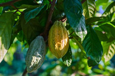 Sarı-turuncu ve yeşil kakao meyve veya bakla ağaçta asılı güneşli gün yakın. Kakao ağacı tropikal çiftlikte. Doğada organik kakao çekirdekleri bakla. 
