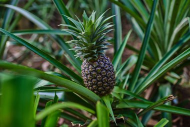 Bir grupta büyüyen tropikal meyve ananas. Yeşil büyüyen ananas bir çiftlikte. Lezzetli tropikal meyve. Tarım ve Sanayi tarım kavramı. Organik meyve. Yaz bitkileri. Seçici odak.
