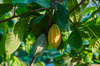 Sarı-turuncu ve yeşil kakao meyve veya bakla ağaçta asılı güneşli gün yakın. Kakao ağacı tropikal çiftlikte. Doğada organik kakao çekirdekleri bakla. 