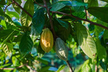 Close up of yellow-orange and green cacao fruit or pods in the sunny day hanging on tree. Cacao tree on tropical farm. Organic cocoa beans pods in nature. Organic agriculture concept. clipart