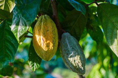 Close up of yellow-orange and green cacao fruit or pods in the sunny day hanging on tree. Cacao tree on tropical farm. Organic cocoa beans pods in nature. Organic agriculture concept. clipart