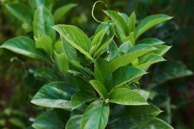 Tropikal yaprak arka plan. Canlı yeşil resim tarzında bırakır. Doğal Botanik arka plan bırakır. Tropikal bitki yaprak zemin veya duvar kağıdı için. Doğa bahar kavramı. Seçici odak.