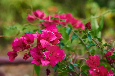 Etli yaprak ve parlak çiçek ile güzel Begonvil ağacı. Büyük çiçeklenme ile mor ağaç çiçek ve yeşil yaprakları. Çiçek açan Begonvil. Çiçekler bir arka plan olarak. Çiçek arka plan.