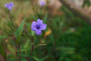 Makro fotoğraf ile dekoratif doku vahşi bir çiçek yaprakları yeşil mavi renk tonlarında reklam, tasarım, baskı için kaynak olarak arka plan bulanık. Yaz çiçek. Doğal arka plan.