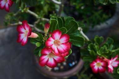 Çöl closeup tropikal çiçek, Impala lily, sahte açelya, pembe adenium olarak da adlandırılan yükseldi. Güzel çiçekli bitkiler. Bir gün ışık ile renkli kırmızı ve beyaz çiçek çiçeklenme. Çiçek arka plan.