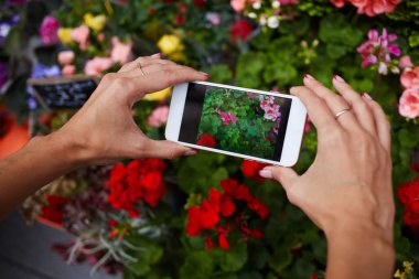 Cep telefonu tutan kadınların elleri çiçek fotoğrafını çekin. Smartphone açık yakalama resim bulanık renkli çiçek kullanan genç kadın. Hareket eden telefon ile değmek perde arka planını çiçekler üzerinde