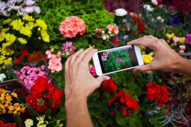 Cep telefonu tutan kadınların elleri çiçek fotoğrafını çekin. Smartphone açık yakalama resim bulanık renkli çiçek kullanan genç kadın. Hareket eden telefon ile değmek perde arka planını çiçekler üzerinde