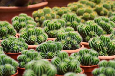 Kaktüs bitkisi sera içinde bir tencerede. Bir sera çeşitli renkli çiçek ekimi. Çiçek dükkanında. Bahçe. Bahçe Merkezi. Bir sera çiçeklenir. Kaktüs çiftlik.