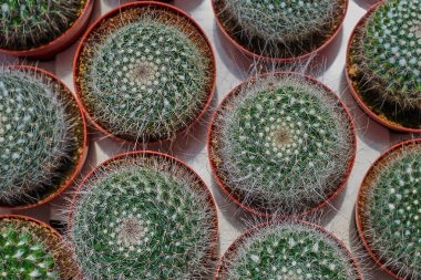 Kaktüs pazarda farklı türde. Üstten görünüm çok kaktüs. Kaktüslerin çiftliğin kreş. Çiçek dükkanında. Bahçe Merkezi. Bir sera çiçeklenir. Orangery içinde houseplants. Doğal arka plan.