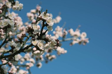 Parlak mavi gökyüzü vişne veya elma çiçeği bahar sezonu karşı büyük güzel tomurcukları ile yeni gelişen bir meyve ağacının dalları. Güzel çiçekli meyve ağaçları. Doğal arka plan. Tonlu görüntü.