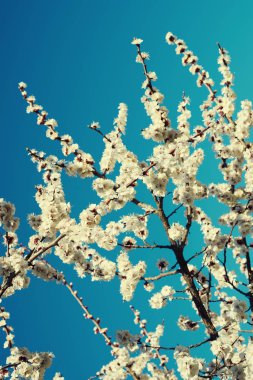 Parlak mavi gökyüzü vişne veya elma çiçeği bahar sezonu karşı büyük güzel tomurcukları ile yeni gelişen bir meyve ağacının dalları. Güzel çiçekli meyve ağaçları. Doğal arka plan. Tonlu görüntü.