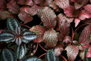 Doğal arka plan. Arka plan ile koyu yeşil küçük bitkilerle tencerelerde bırakır. Kırmızı damarlı şeklinde yaprakları ile büyüyen bitkiler yukarıdan görüntüleyin. Doğa kavramı.