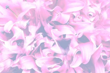 Arka plan olarak güzel çiçekler. Lily çiçek, lily çiçek yumuşak odak tatlı pembe. Yaz arka plan. Renkli çiçek arka plan güzel zambak ile.