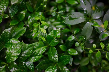 Yaprakları ve dalları ile yağmur damlaları. Yağmur damlaları ile parlak sağlıklı bir bitkinin yeşil yeşillik. Yeşil yaprak tazelik ve doğanın mükemmelliği temsil eder. Etkileyici bir doğa geçmiş. Yumuşak odak.