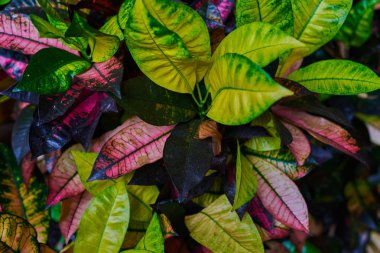 Codiaeum variegatum (Bahçe Kroton veya alacalı Kroton) yapraklar çiçekler ile Kroton dalı doğada Bahçe bırakır. Güzel, rengarenk, alacalı çiçek yeşil, kırmızı ve sarı yaprakları ile.