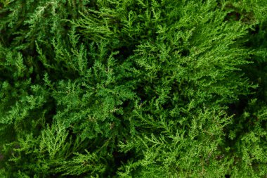 Yaprakları ve dalları ile yağmur damlaları. Yağmur damlaları ile parlak sağlıklı bir bitkinin yeşil yeşillik. Yeşil yaprak tazelik ve doğanın mükemmelliği temsil eder. Etkileyici bir doğa geçmiş. Yumuşak odak.