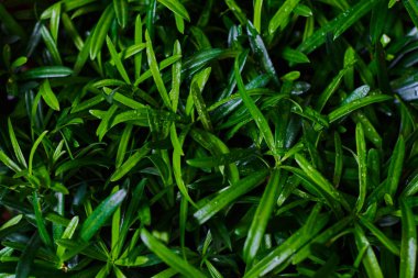 Yaprakları ve dalları ile yağmur damlaları. Yağmur damlaları ile parlak sağlıklı bir bitkinin yeşil yeşillik. Yeşil yaprak tazelik ve doğanın mükemmelliği temsil eder. Etkileyici bir doğa geçmiş. Yumuşak odak.