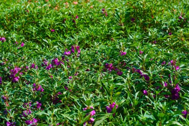 Parlak güzel yaz çiçek arka plan. Çiçek alan. Çayır manzara. Mor çiçekler ve çim ile bahar çimen arka plan. Bahar zaman çayır çiçek açan çiçekler bolluk.