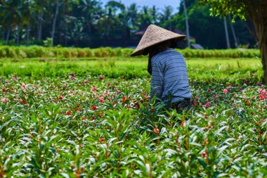 İşçi sabah çiçek almaya gitti. Bu onların bloom baharında toplama kadın görevlisi aracılığıyla çiçek açan çiçekler, alan. Arka planda bulanık palmiye ağaçları. Tarım Tohum Sanayi kavramı.