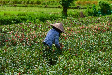 İşçi sabah çiçek almaya gitti. Bu onların bloom baharında toplama kadın görevlisi aracılığıyla çiçek açan çiçekler, alan. Arka planda bulanık palmiye ağaçları. Tarım Tohum Sanayi kavramı.