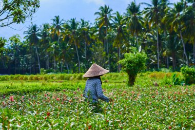 İşçi sabah çiçek almaya gitti. Bu onların bloom baharında toplama kadın görevlisi aracılığıyla çiçek açan çiçekler, alan. Arka planda bulanık palmiye ağaçları. Tarım Tohum Sanayi kavramı.