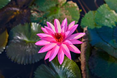 Pembe lotus çiçekleri ön planda çiçek açmış. Mor Nilüfer veya lotus çiçeği ve doğa veya yeşil su arka plan için konsept tasarımı veya dekoratif gölgesi kapatın. Çiçek arka plan.