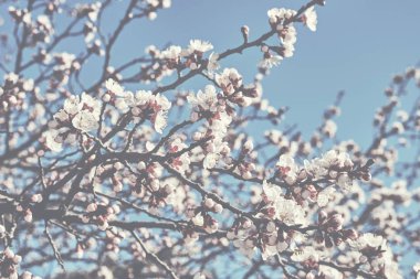 Bahar çiçekleri adv için güzel arka plan rengiyle veya diğer kullanım amaçlı. Kiraz çiçeği bahar sezonu mavi gökyüzü ile. Güzel çiçekli meyve ağaçları. Doğal arka plan. Tonlu görüntü.