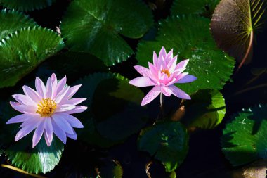 Pembe lotus çiçekleri ön planda çiçek açmış. Mor Nilüfer veya lotus çiçeği ve doğa veya yeşil su arka plan için konsept tasarımı veya dekoratif gölgesi kapatın. Çiçek arka plan.