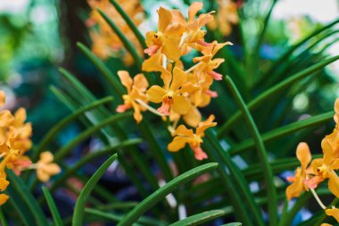 Amazing sarı orkide çiçek yeşil bahçe arka plan, çiçekçilik, egzotik çiçek süslemeleri. Seçici odak. Vintage tonda. Yaz veya bahar günü kartpostal için Orkide Bahçe çiçek.