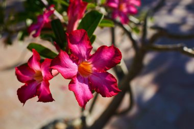 Çöl gül tropikal çiçek (Impala lily, sahte açelya, pembe adenium) kapatın. Tropik çiçekler ile etkileyici bir geçmiş. Pembe çiçekler üzerinde doğal bir arka plan bulanık. Çiçek kartı. Yaz çiçek