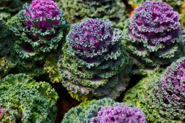 Mor ve yeşil lahana dekoratif çiçek (brassica) üzerinde arka plan bulanık. Botanik bahçesinde süs bitkileri. Bir çiçek bahçe süslemeleri kullanılan lahana. Peyzaj tasarımı.
