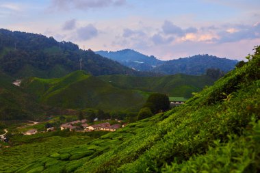 Yeşil çay plantasyon içinde sabah, Cameron highlands, Malezya. Teraslı çiftlik yemyeşil sahası. Doğa arka plan. Çay plantasyon günbatımı veya gündoğumu zaman içinde muhteşem manzara görünümü. Seçici odak.