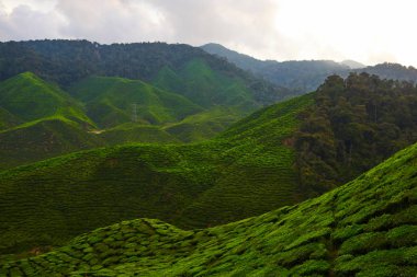 Gece ağır yağmur sonra beyaz sis ile sabahın erken saatlerinde çay plantasyon. Çay beyaz sis uzakta ile dağda yeşil orman alanında. Kalın sis Dağı'nda. Muhteşem manzaralı çay.
