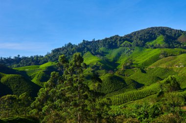 Yeşil çay bitki ve taze yaprakları. Çay tarlaları arka plan. Sabah ışık çay tarlaları. Cameron highlands, Malezya. Doğa arka plan mavi gökyüzü ile. Muhteşem manzara.