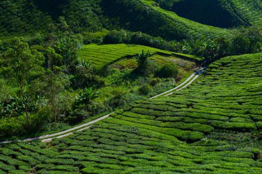 Yeşil çay plantasyon içinde sabah, Cameron highlands, Malezya. Teraslı bir çiftlik yemyeşil alanlar. Doğa arka plan. Çay plantasyon günbatımı veya gündoğumu zaman içinde muhteşem manzara görünümü. Temiz hava.