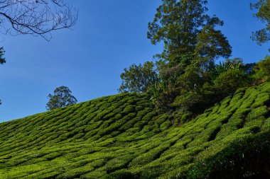 Cameron Highland çay plantasyon parlak güneşli bir günde sırasında güzel manzarasına. Organik çay plantasyon tarım bir dağda görüntüleyin. Dağlık manzara. Çay tarla, çiftlik. Tarım Tohum Sanayi kavramı.