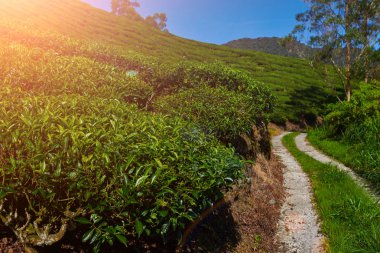 Çay tarlaları arka plan. Yeşil çay plantasyon manzara. Çay plantasyon Cameron highlands, Malezya. Yeşil çay tarlaları dağlarda yolda. Harika manzaralı. Doğa arka plan.