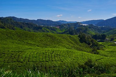 Cameron Highland çay plantasyon parlak güneşli bir günde sırasında güzel manzarasına. Organik çay plantasyon tarım bir dağda görüntüleyin. Dağlık manzara. Çay tarla, çiftlik. Tarım Tohum Sanayi kavramı.